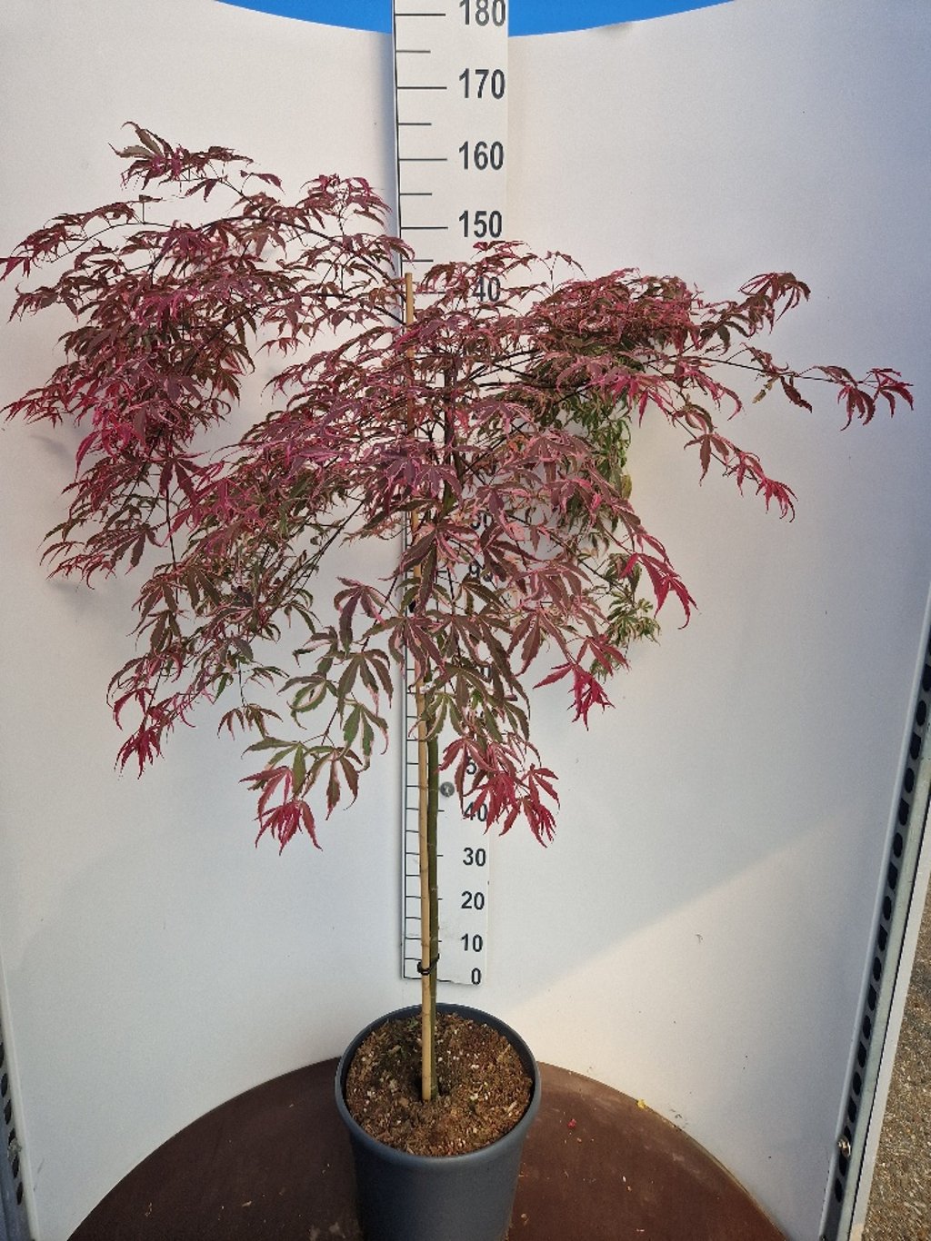 Acer shirasawanum - 90 CM Stem C20